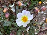 Dahlia pinnata