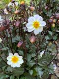 Dahlia pinnata