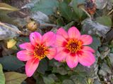 Dahlia Dahlegria Tricolore