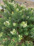 Daphne gnidium