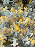 Cineraria (Jacobaea maritima)