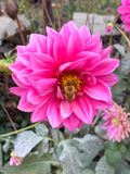 Dahlia