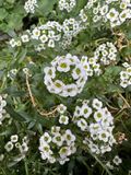 Aliso de mar (Lobularia maritima)