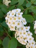 Corona de novia (Spiraea prunifolia)