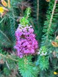 Erica vagans