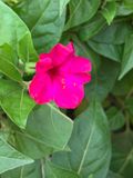 Mirabilis jalapa