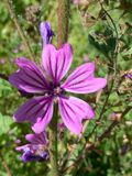 Malva sylvestris