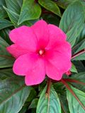 Impatiens hawkeri