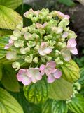  Hydrangea macrophylla