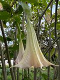 Brugmansia arborea