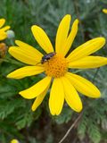 Margarita amarilla (Euryops pectinatus)