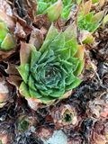 Siempreviva mayor (Sempervivum tectorum)