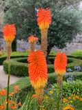Kniphofia uvaria