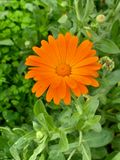 Calendula officinalis