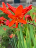 Crocosmia  crocosmiiflora