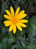 Margarita amarilla (Euryops pectinatus)