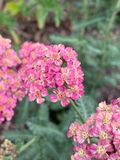 Milenrama (Achillea millefolium)