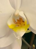 Orqudea luna (Phalaenopsis amabilis)