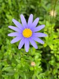 Felicia amelloides