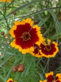 Coreopsis tinctoria