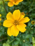 Bidens ferulifolia