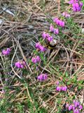 Erica Cinerea