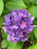 Hydrangea macrophylla