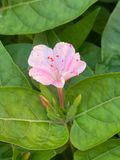 Mirabilis jalapa