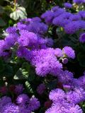 Agerato celestino (Ageratum houstonianum)