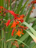 Crocosmia  crocosmiiflora
