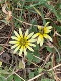 Margarita africana (Arctotheca calendula)