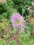 Dipsacus fullonum