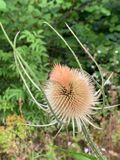 Dipsacus fullonum