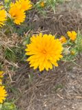 Cardillo (Scolymus hispanicus)