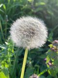 Diente de len (Taraxacum officinale)