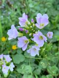 Cardamine pratensis