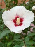 Hibiscus syriacus