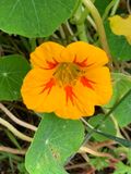 Capuchina (Tropaeolum majus)