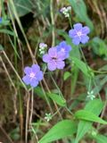 Ombliguera (Omphalodes verna)