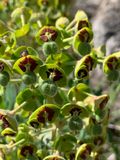 Euphorbia characias