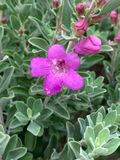 Leucophyllum frutescens