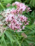 Eupatorium cannabinum