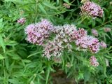 Eupatorium cannabinum