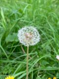 Diente de len (Taraxacum officinale)