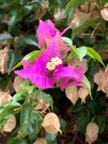 Bougainvillea glabra