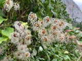 Clematis ligusticifolia