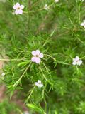 Diosma hirsuta