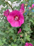 Malva arbrea (Malva arborea)