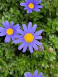 Felicia amelloides