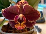 Phalaenopsis Sunrise Red Peoker  Sogo Lawrence